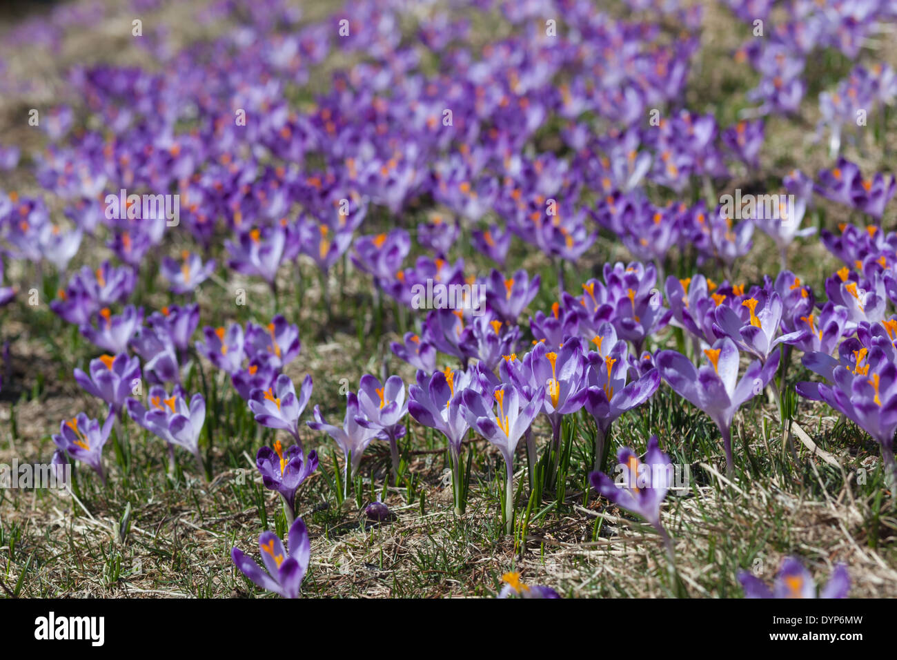 Molla di selvatico di crochi in Valle Chocholowska, Monti Tatra, Polonia Foto Stock