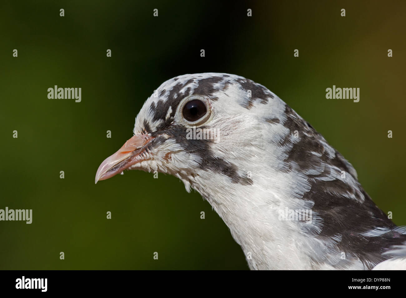 Il piccione domestico. Regno Unito Foto Stock