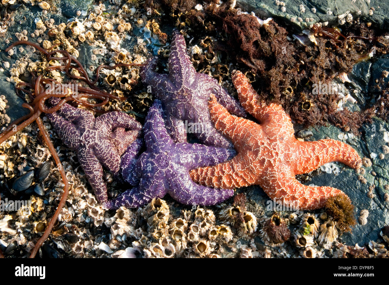 Un gruppo di coloratissime stelle marine sulle rocce ricoperte di barnacolo in una zona intercorrente dell'Oceano Pacifico nella Great Bear Rainforest, British Columbia, Canada. Foto Stock