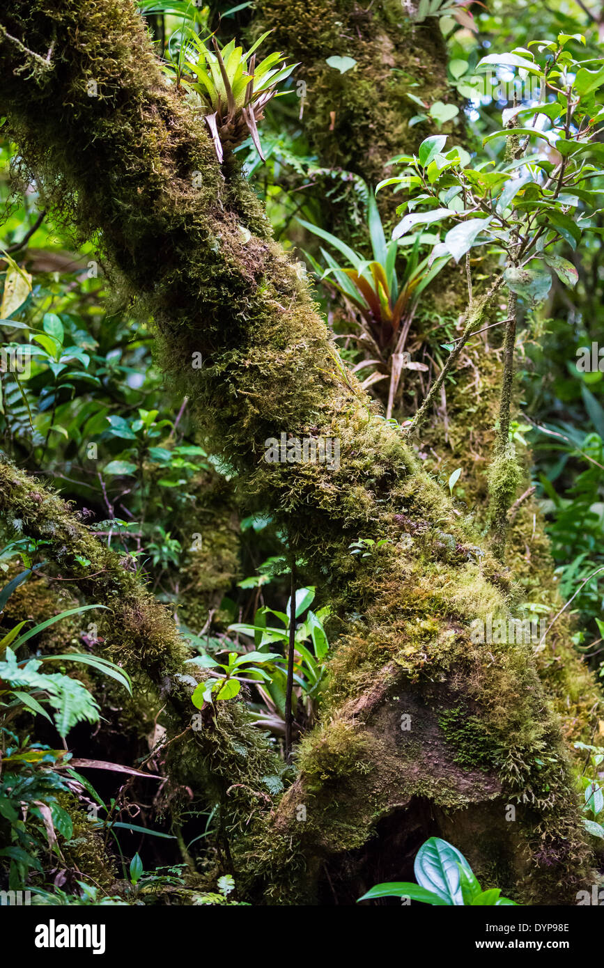 Coperte di muschio tronco di albero in cloud forest. Monteverde in Costa Rica. Foto Stock