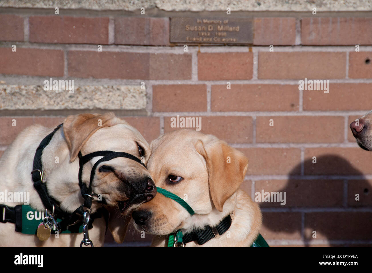 Guida di cuccioli di cane in formazione saluto ogni altro Foto Stock