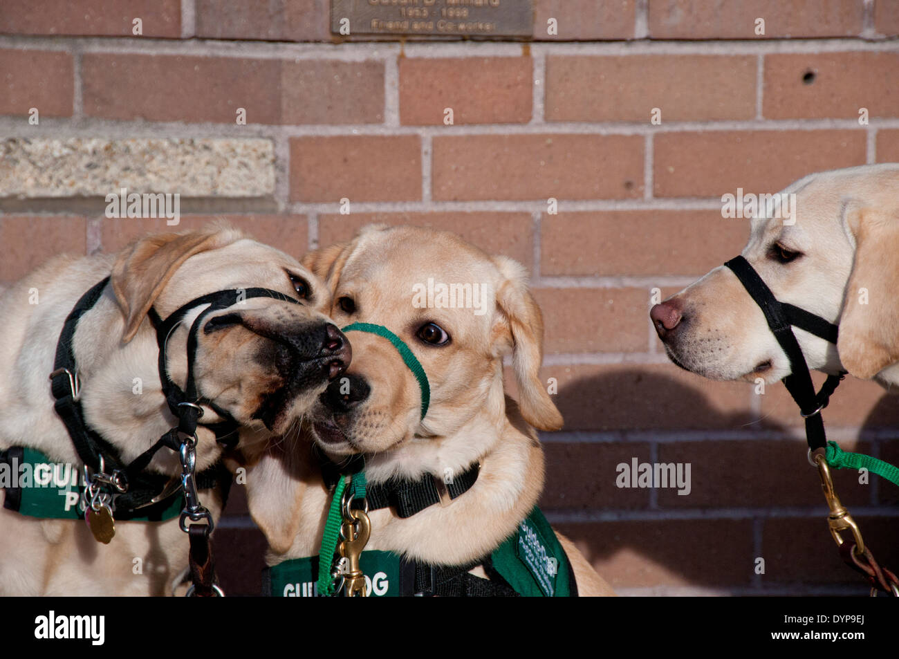 Guida di cuccioli di cane in formazione saluto ogni altro Foto Stock