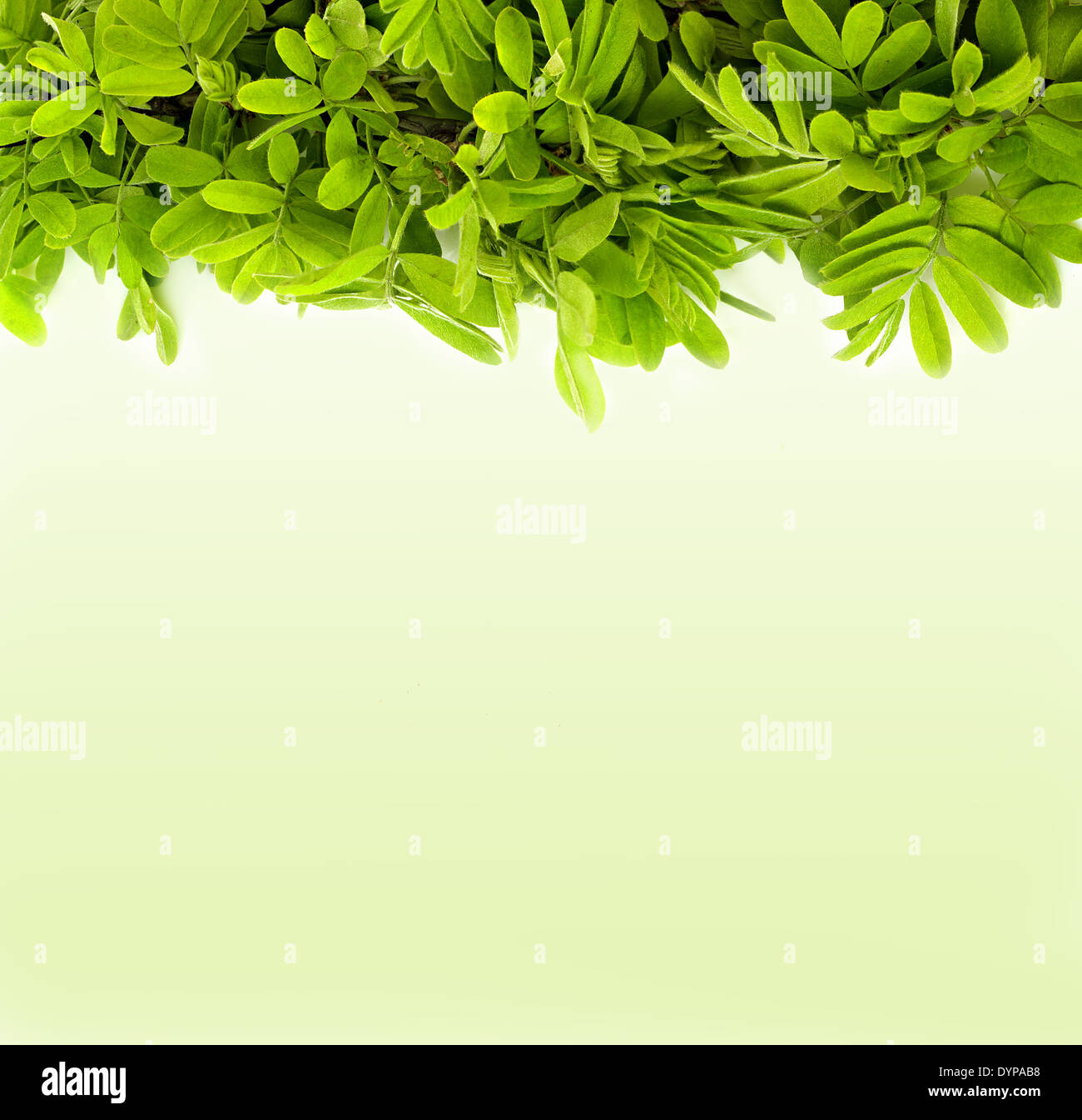 Lasciare verdi su sfondo verde Foto Stock