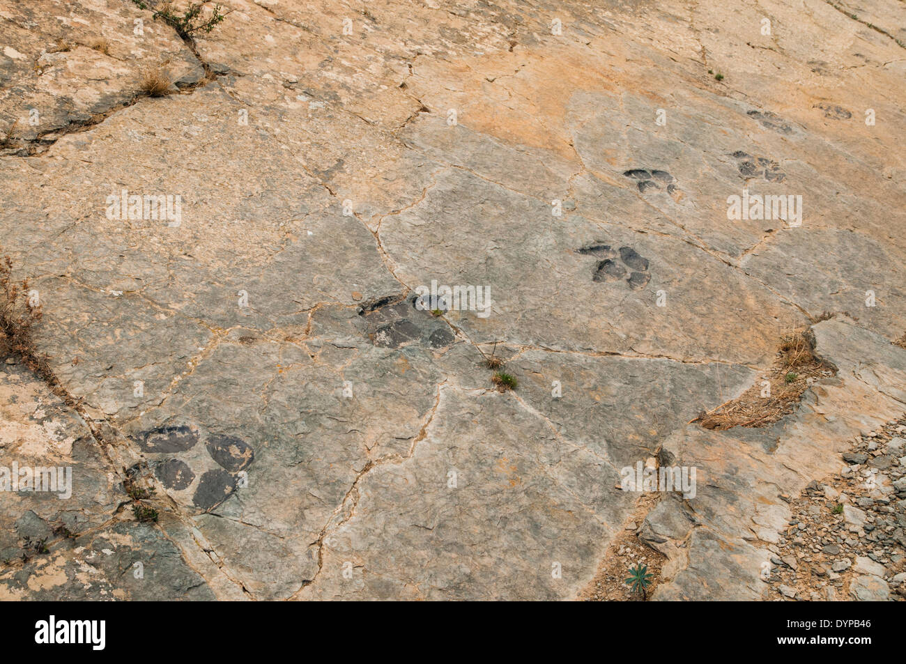 Tracce di impronte di dinosauro (o ichniti) in una roccia piatta, in precedenza il fondo di una laguna interna al sito fossile Munilla, la Rioja, Spagna. Foto Stock