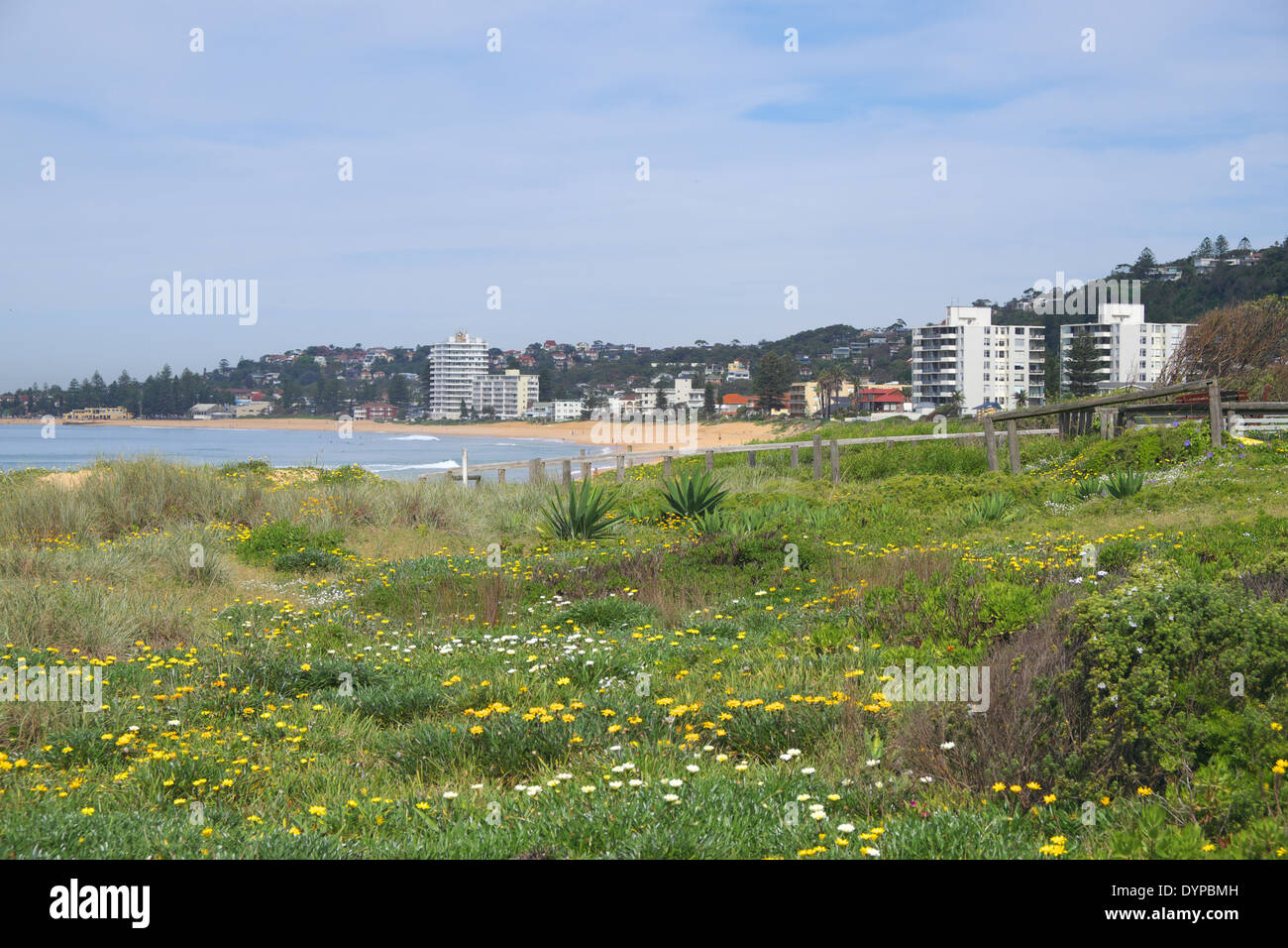 Vista della spiaggia collaroy e Dee Why beach shot dalle dune di erba a narrabeen beach,Sydney , Australia Foto Stock