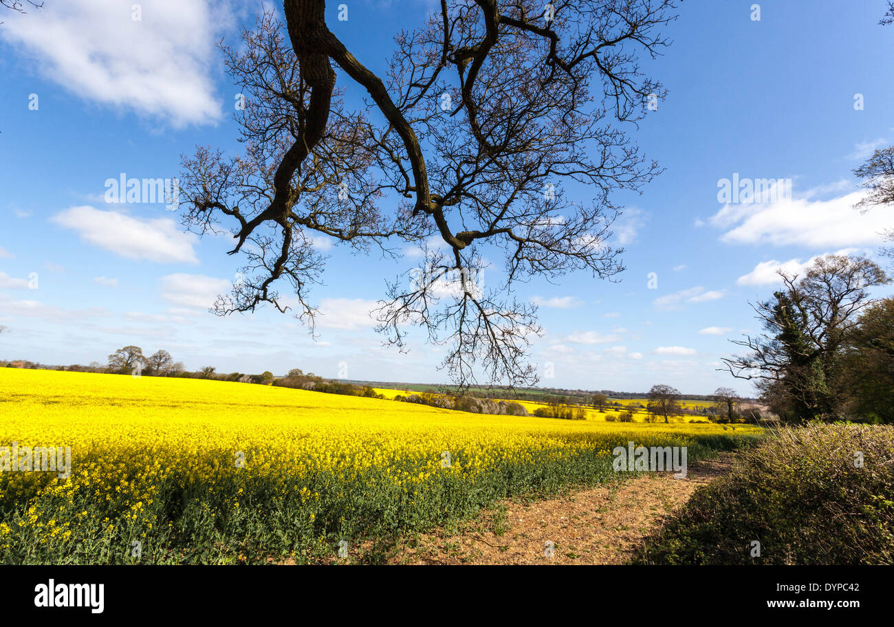 Il giallo intenso dei fiori di un campo di colza contro il cielo blu, St Albans, Hertfordshire, Inghilterra, Regno Unito. Foto Stock