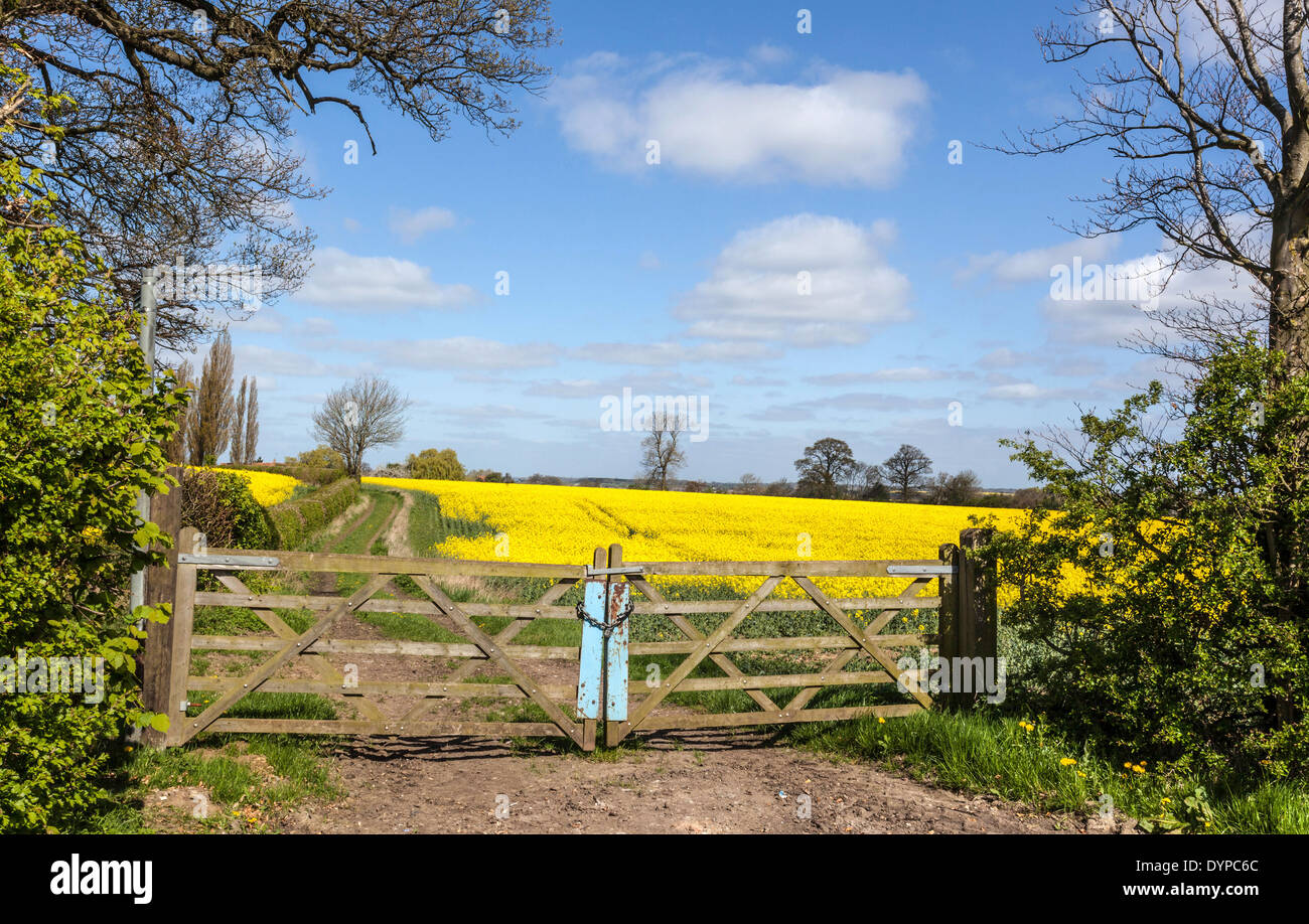 Campo di colza dietro un cancello, St Albans, Hertfordshire, Inghilterra, Regno Unito. Foto Stock