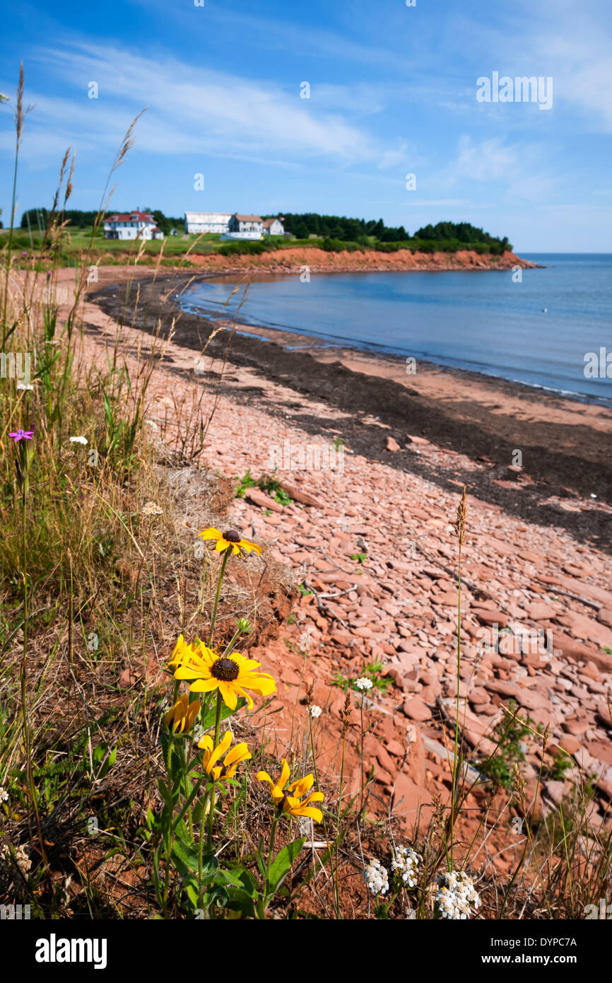 Fiori selvaggi e rocce rosse su Prince Edward Island costa vicino villaggio di Nord Rustico in Green Gables Shore, PEI, Canada. Foto Stock