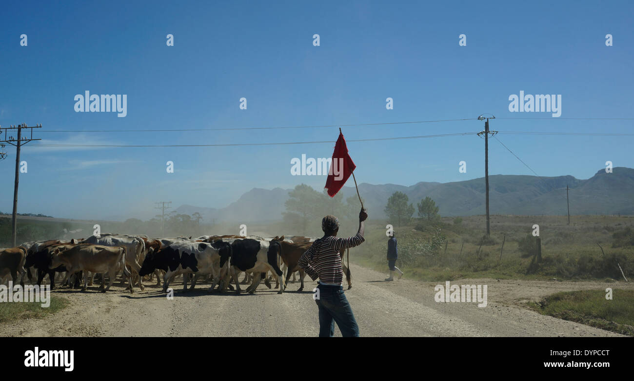 I braccianti allevamento del bestiame nei pressi di Stanford nel distretto di Overberg comune nella provincia del Capo Occidentale, Sud Africa. Foto Stock