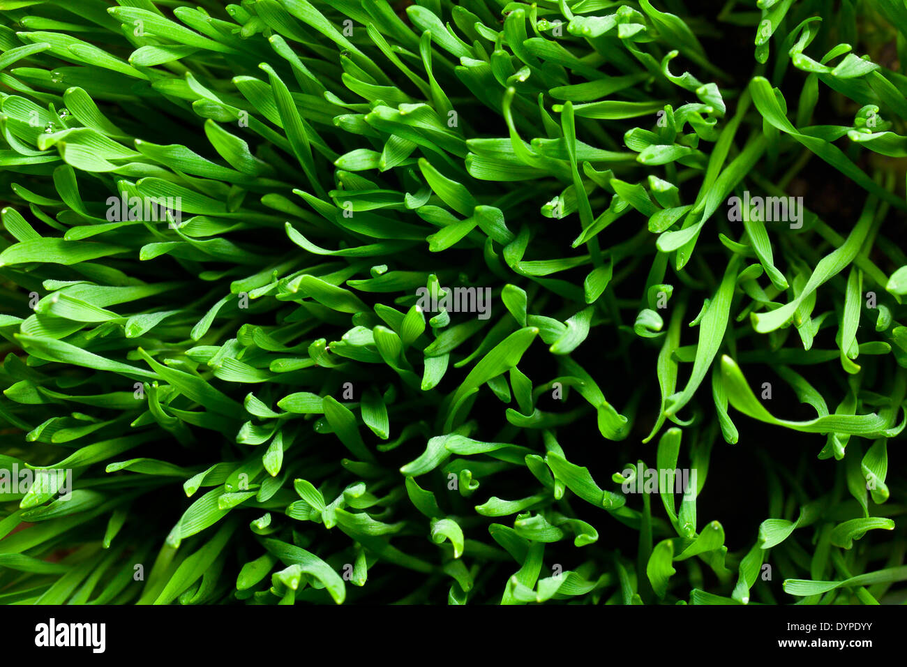 Il pattern di erba verde Foto Stock
