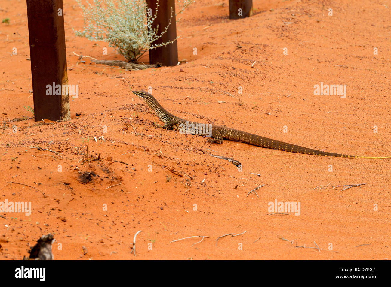 Sand Monitor (Varanus Gouldii Gouldii) Lago Ballard vicino Menzies Australia Occidentale Foto Stock