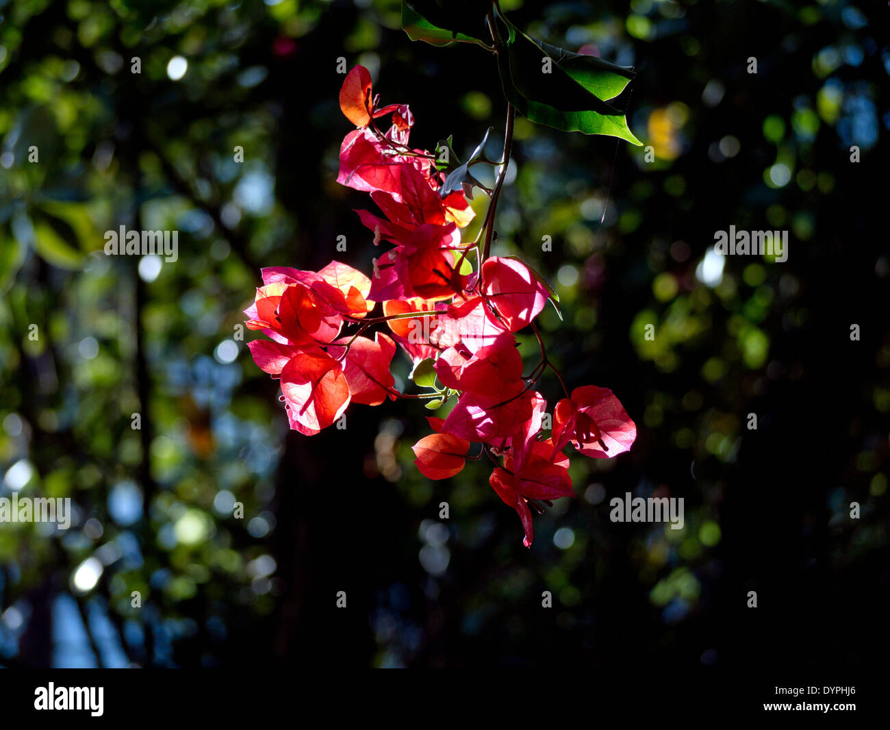 Il Bougainvillea rosa magenta Foto Stock