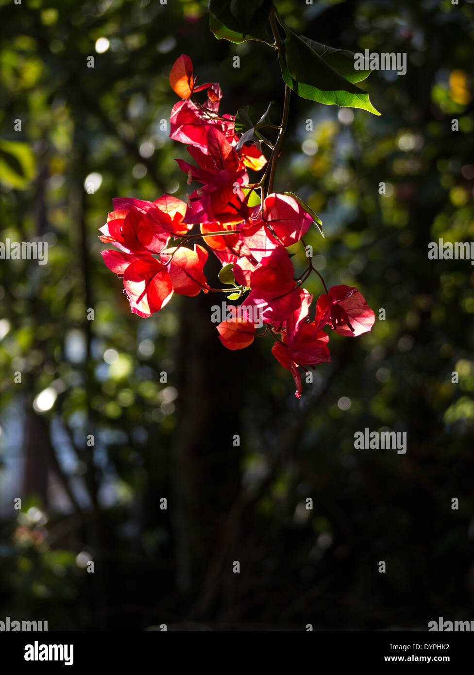 Il Bougainvillea rosa magenta Foto Stock