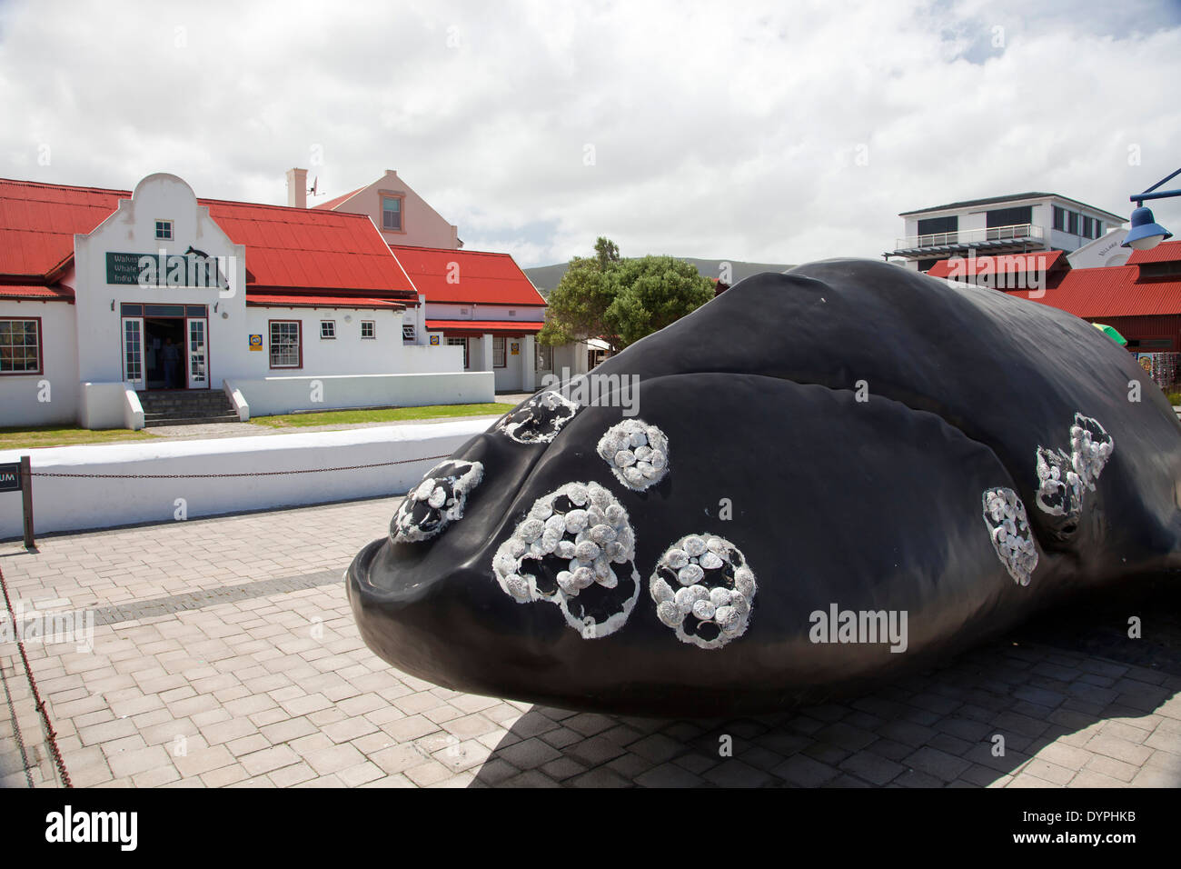 Balena gigante di fronte la balena House Museum di Hermanus, Western Cape, Sud Africa Foto Stock