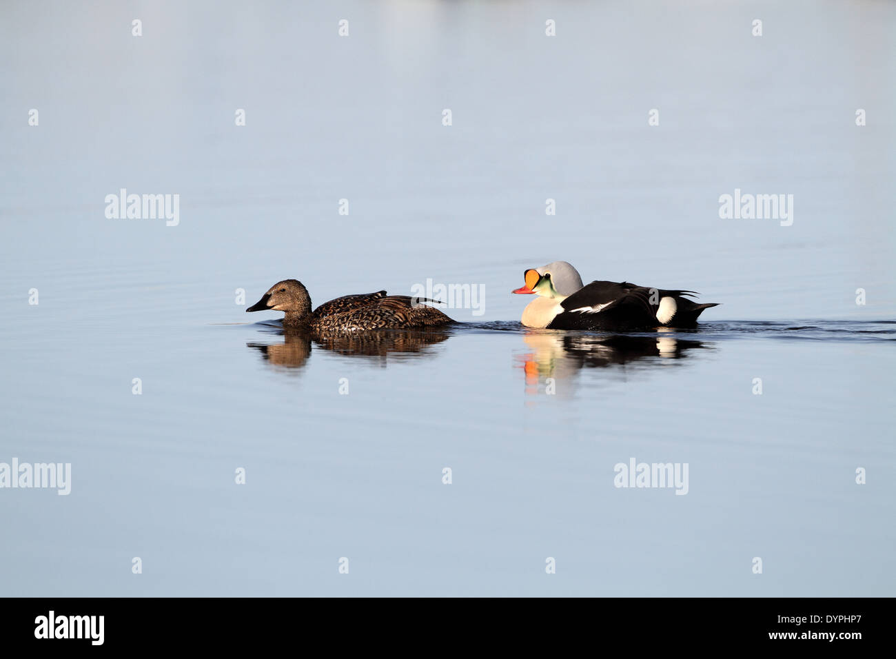 Re Eider, Somateria spectabilis, coppia nuoto insieme Foto Stock