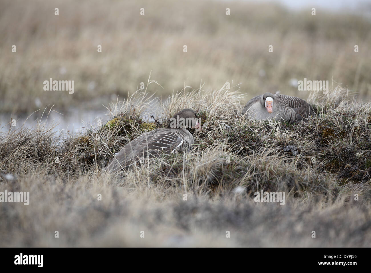 Maggiore bianco-fronteggiata Goose, Anser albifrons, coppia a nido Foto Stock