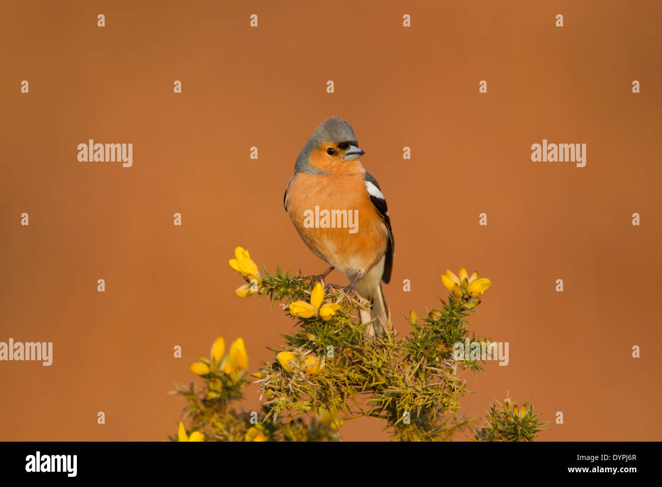 Maschio di fringuello, nome latino Fringilla coelebs, arroccato su una fioritura gorse bush in Early Morning Light Foto Stock