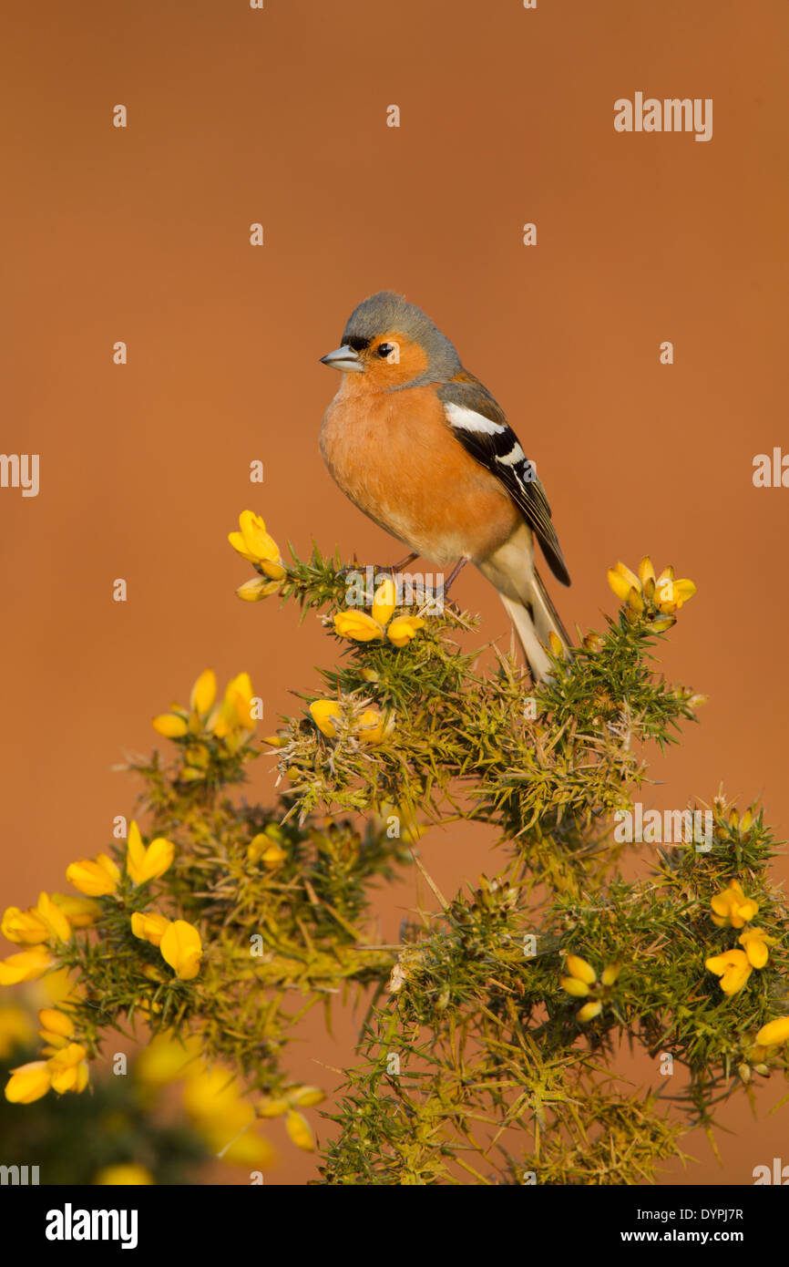 Maschio (fringuello Fringilla coelebs) arroccato su una fioritura gorse bush in Early Morning Light Foto Stock