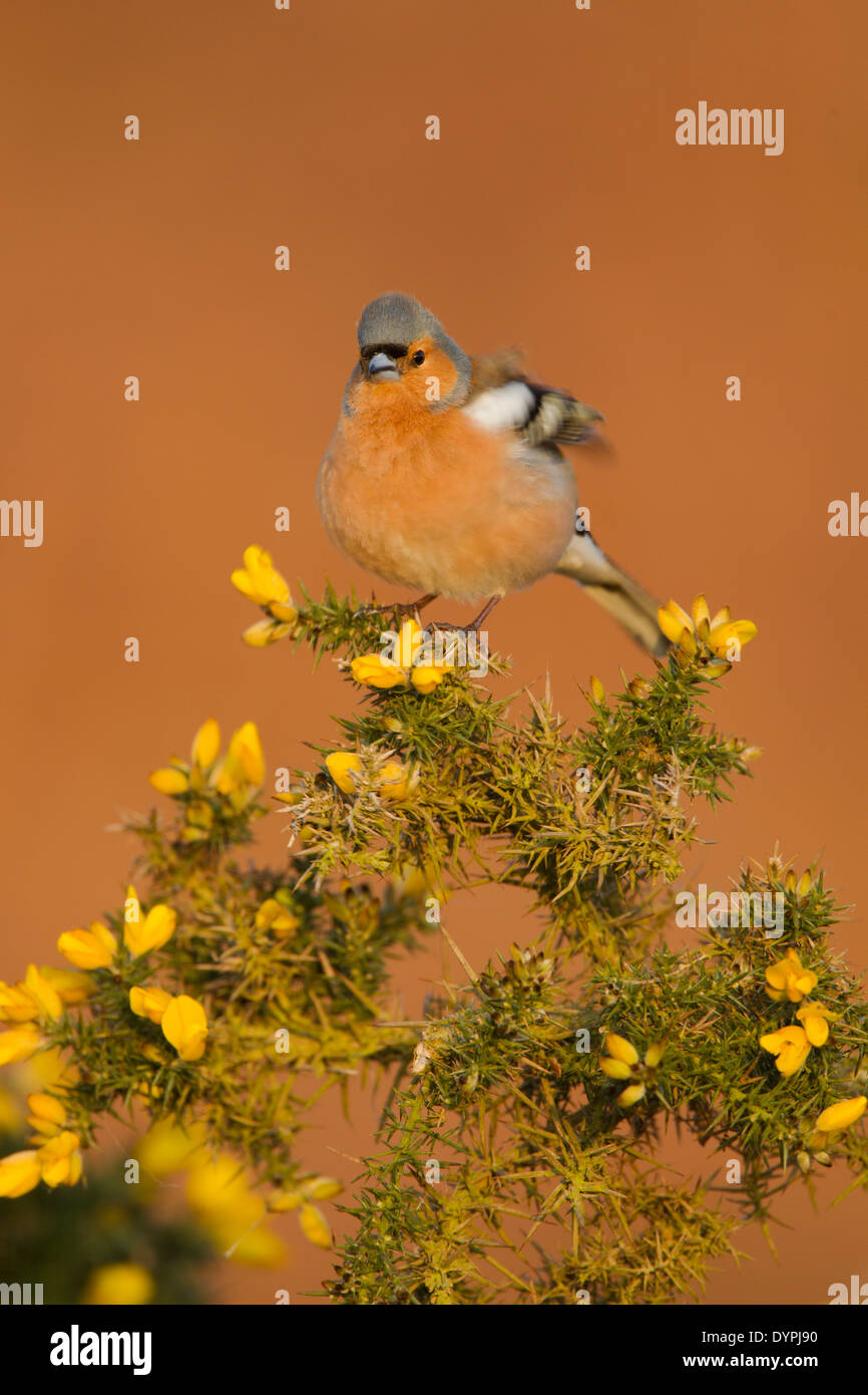 Maschio di fringuello, nome latino Fringilla coelebs, arroccato su una fioritura gorse bush in mattina presto luce mentre sbattono le sue ali Foto Stock