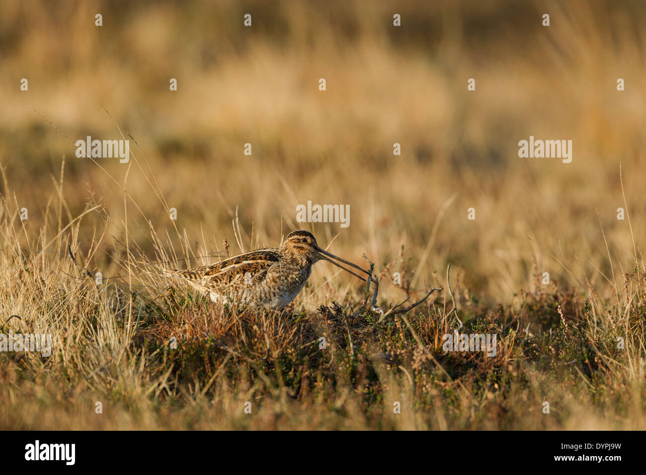 Beccaccino, nome latino Gallinago gallinago, su heather Foto Stock