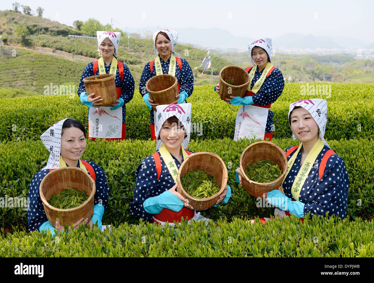 Giovani donne giapponesi la raccolta di foglie di tè verde sulla collina di piantagione di tè Foto Stock