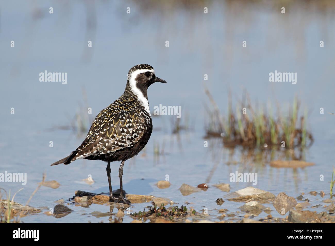American Golden Plover Pluvialis dominica, in piscina Foto Stock