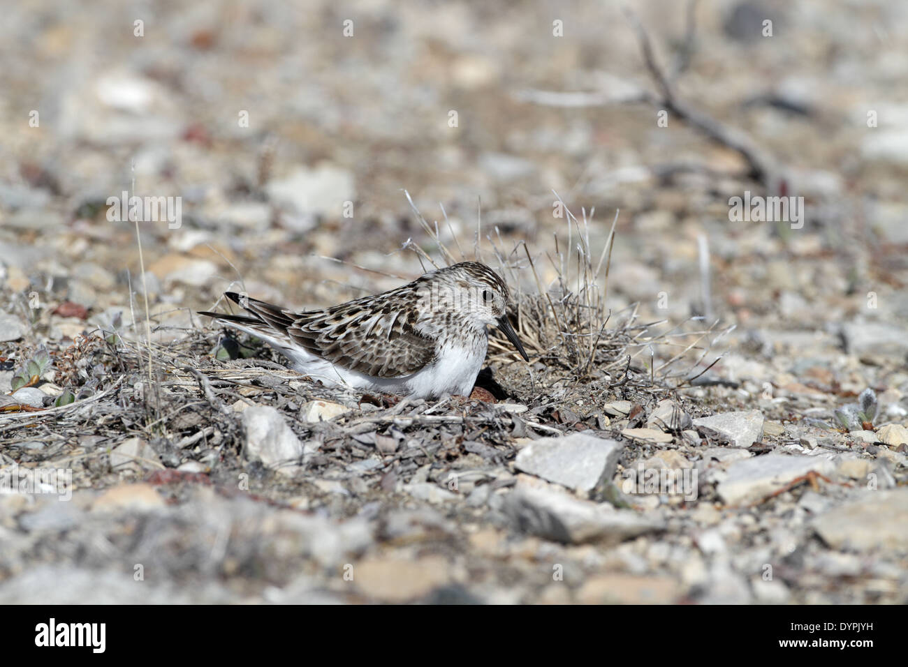 Baird il Sandpiper, Calidris bairdi, sul nido Foto Stock