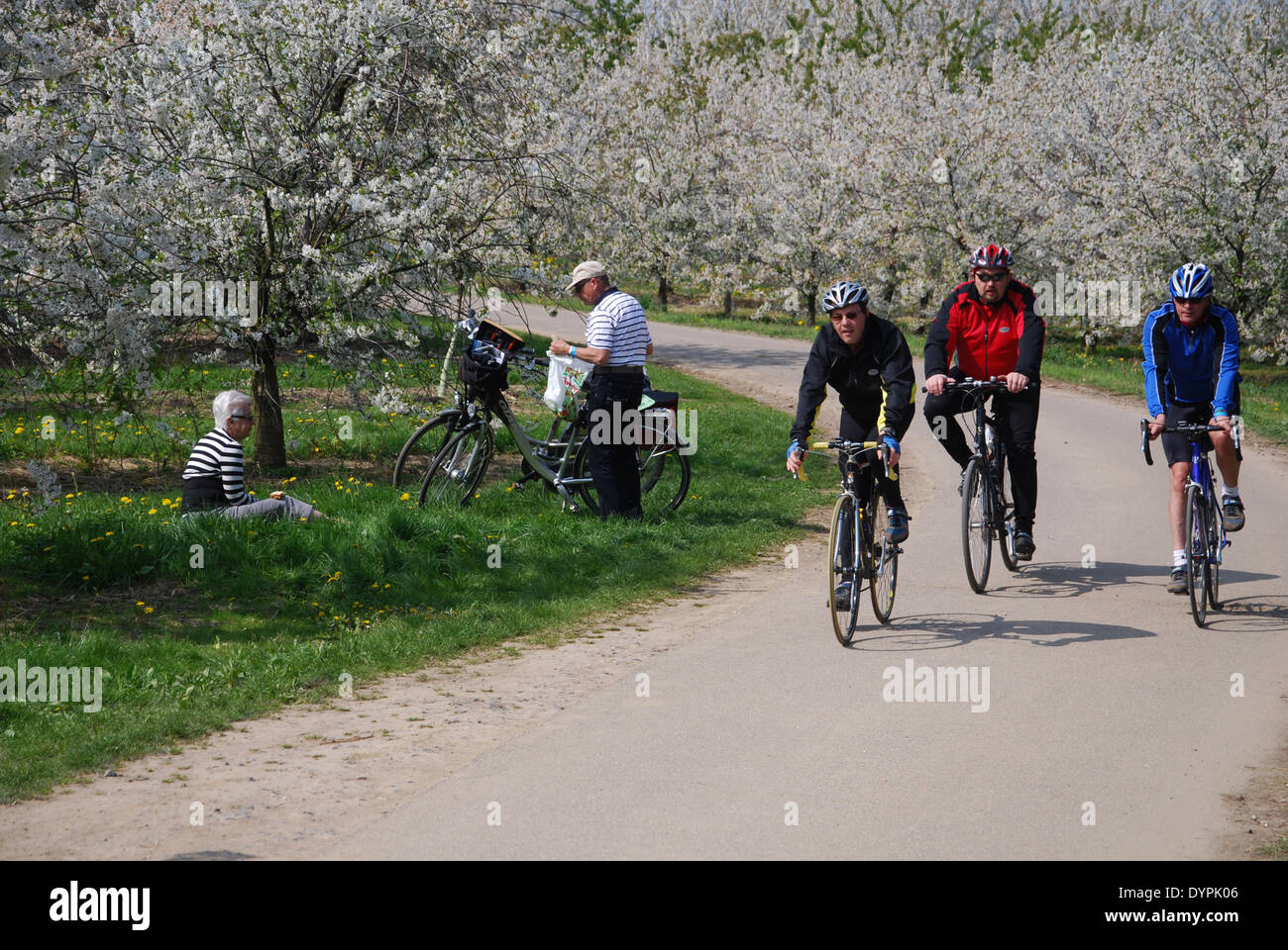 Escursioni in bicicletta tra la fioritura degli alberi da frutto vicino a Sint Truiden, Hesbaye Belgio Foto Stock