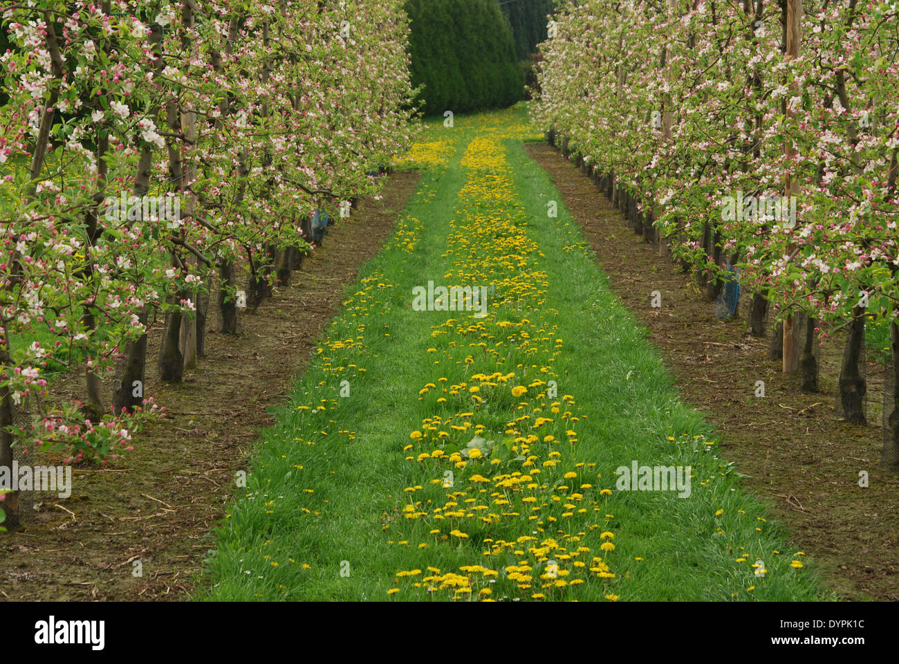 Fioritura di giovani alberi da frutto e il tarassaco Hesbaye Belgio Foto Stock