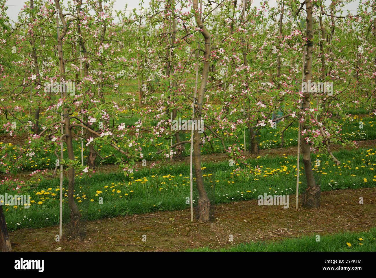 Fioritura di giovani alberi da frutto e il tarassaco Hesbaye Belgio Foto Stock