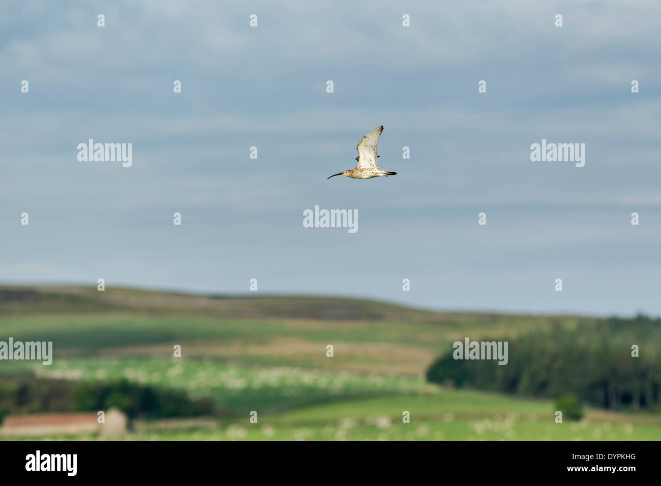 Eurasian Curlew, nome latino Numenius arquata, volare su terreni agricoli a Sleddale nel North York Moors National Park Foto Stock