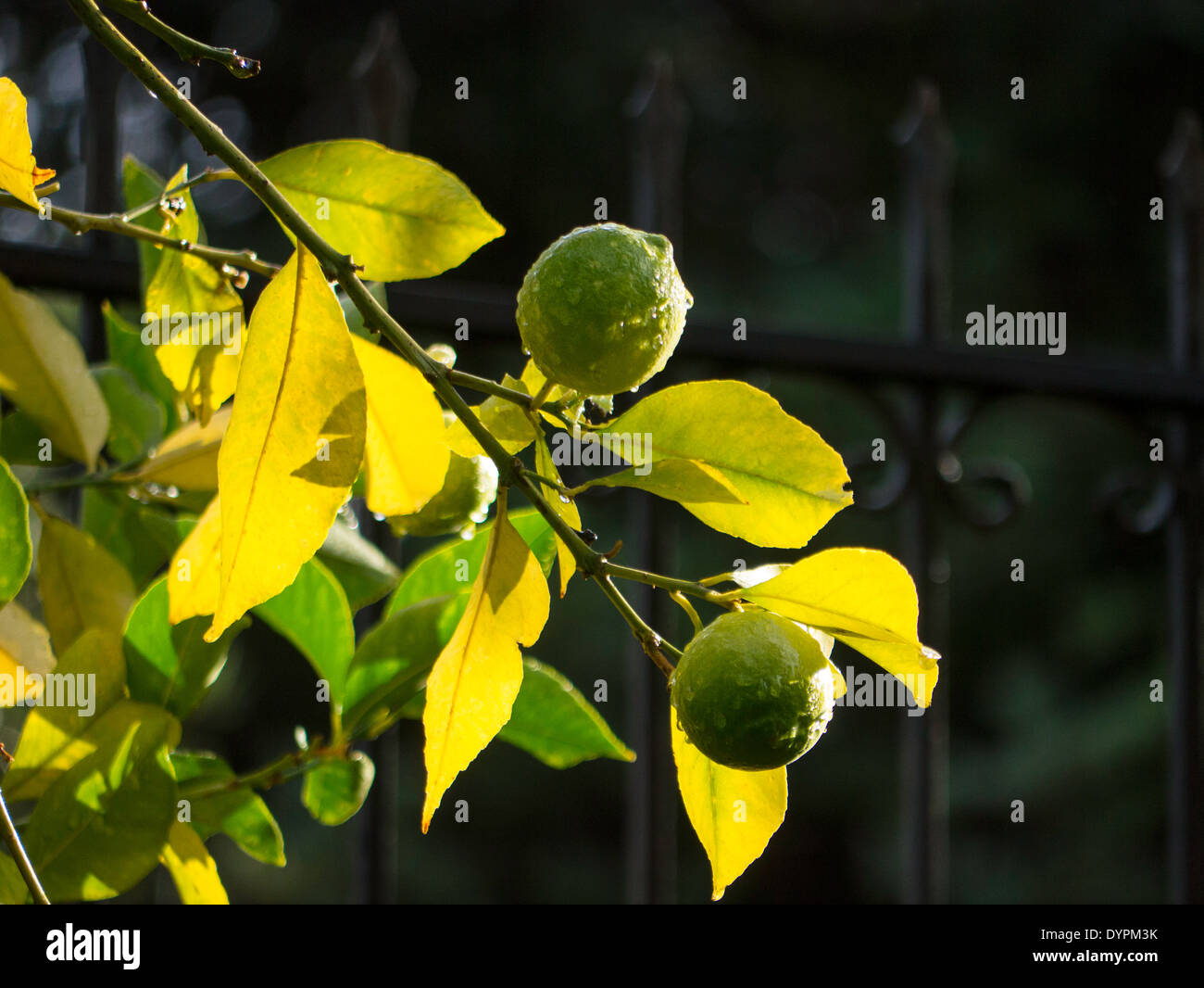 Limoni maturazione su albero nella luce del sole dopo la pioggia Foto Stock