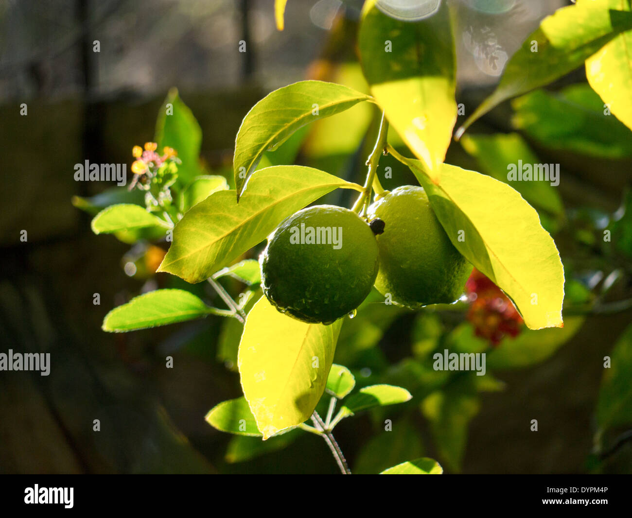La maturazione dei limoni su albero nella luce del sole dopo la pioggia. Foto Stock