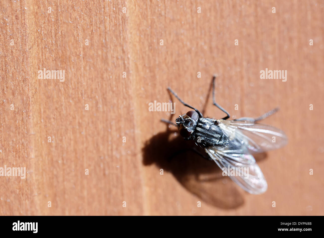 Piccola casa di brutto volare si siede sulla scrivania di legno per esterno Foto Stock