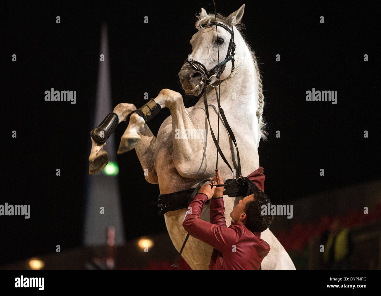 Amburgo, Germania. 24 apr 2014. Rider Jeremy Gonzalez e il suo stallone Vuelo preparare per le loro prestazioni presso il centro fieristico di Amburgo, Germania, 24 aprile 2014. Il equestre HansePferd fiera sarà aperto dal 25 aprile al 27 aprile a Hamburg exhibition centre. Foto: Axel HEIMKEN/dpa/Alamy Live News Foto Stock