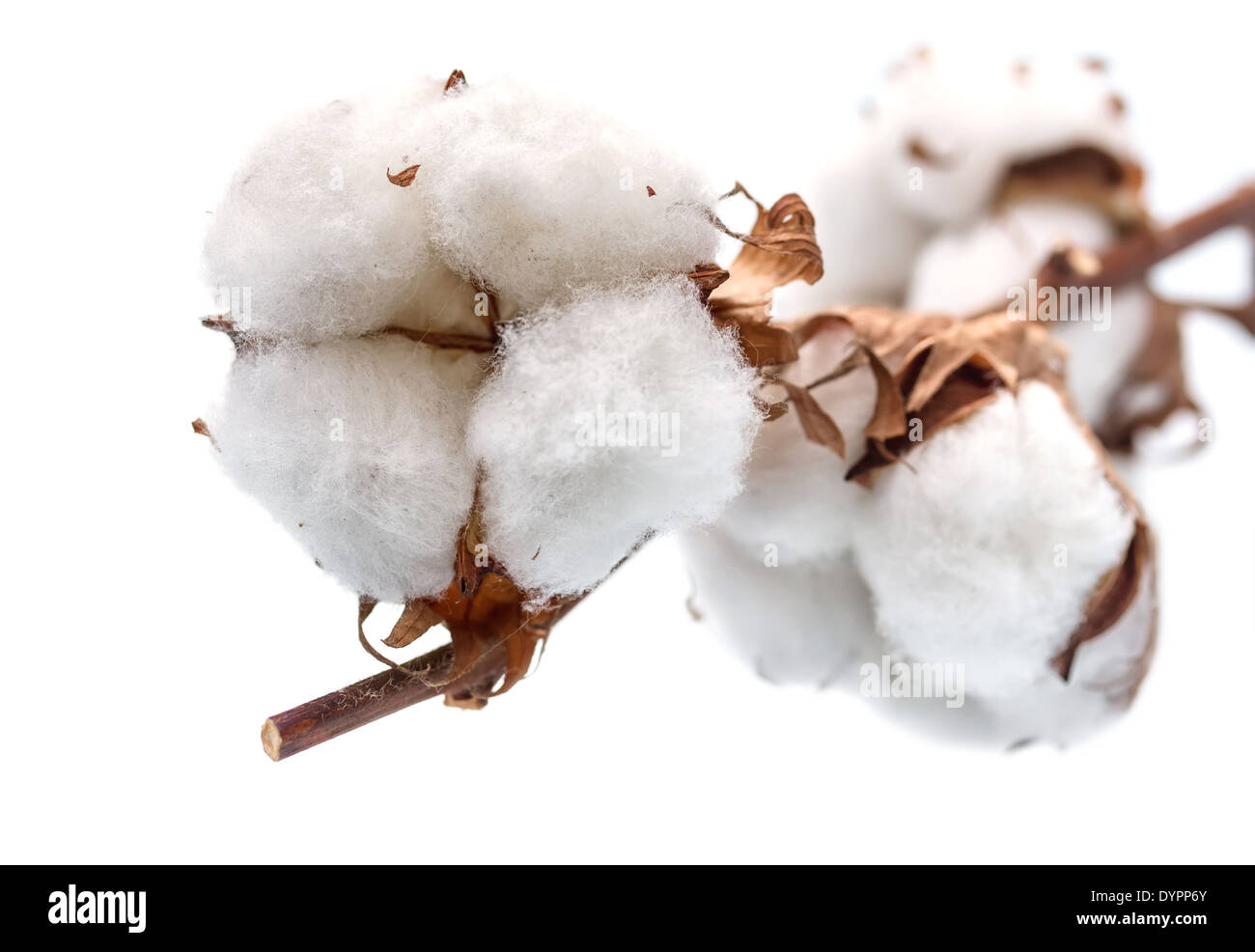 Bastoncini di cotone a ramo. Piccole profondità di campo DOF) Foto Stock