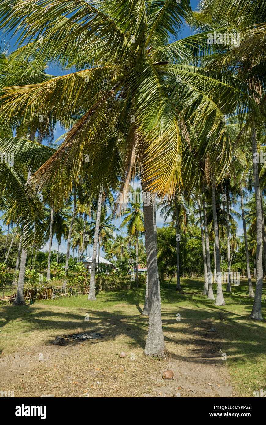 Nusa Lembongan piantagione di cocco Indonesia Foto Stock