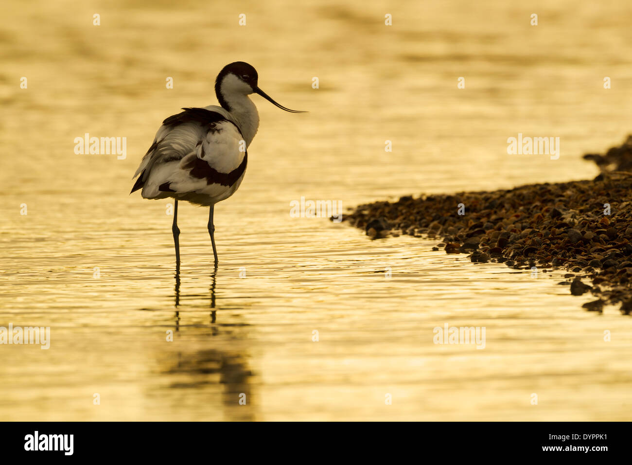 Avocet (Recurvirostra avosetta) in piedi in una laguna al tramonto Foto Stock
