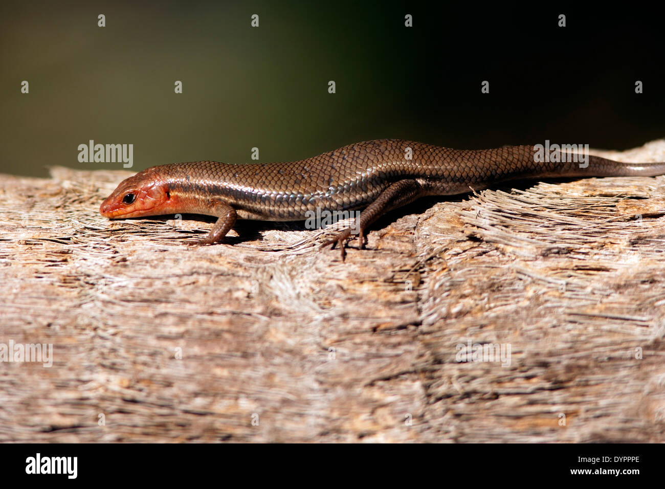 Ampia capo-Skink - Stato di Betulla Park - Fort Lauderdale, Florida USA Foto Stock