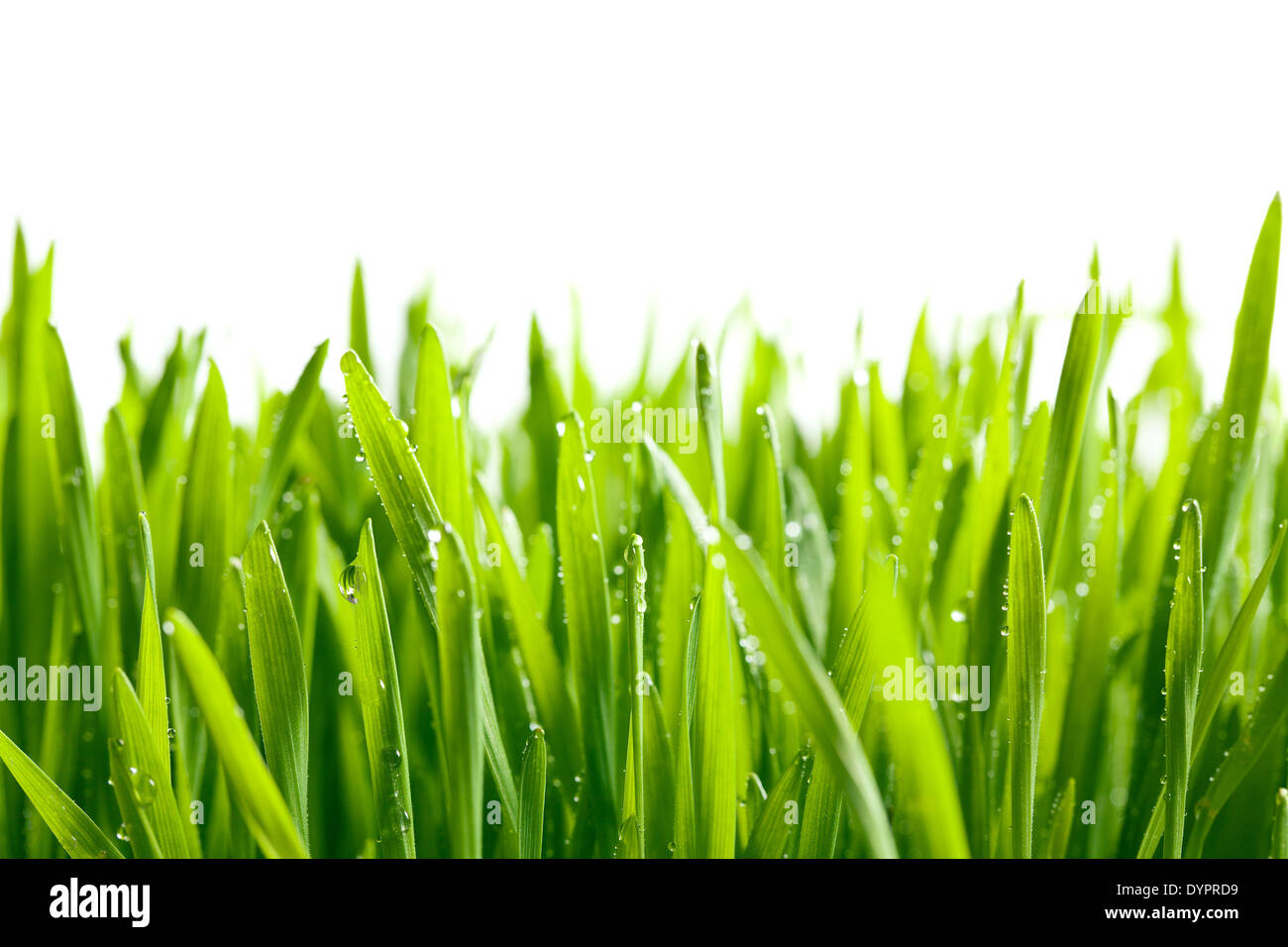 L'erba verde con gocce d'acqua Foto Stock