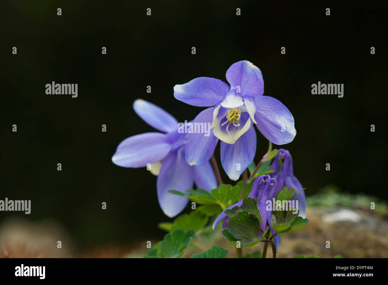 Aquilegia Flabellata Pumila. Nana a forma di ventola aquilegia alpina Foto Stock