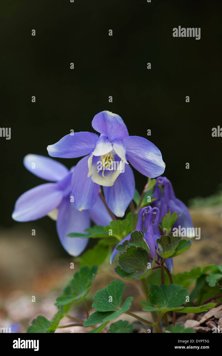 Aquilegia Flabellata Pumila. Nana a forma di ventola aquilegia alpina Foto Stock