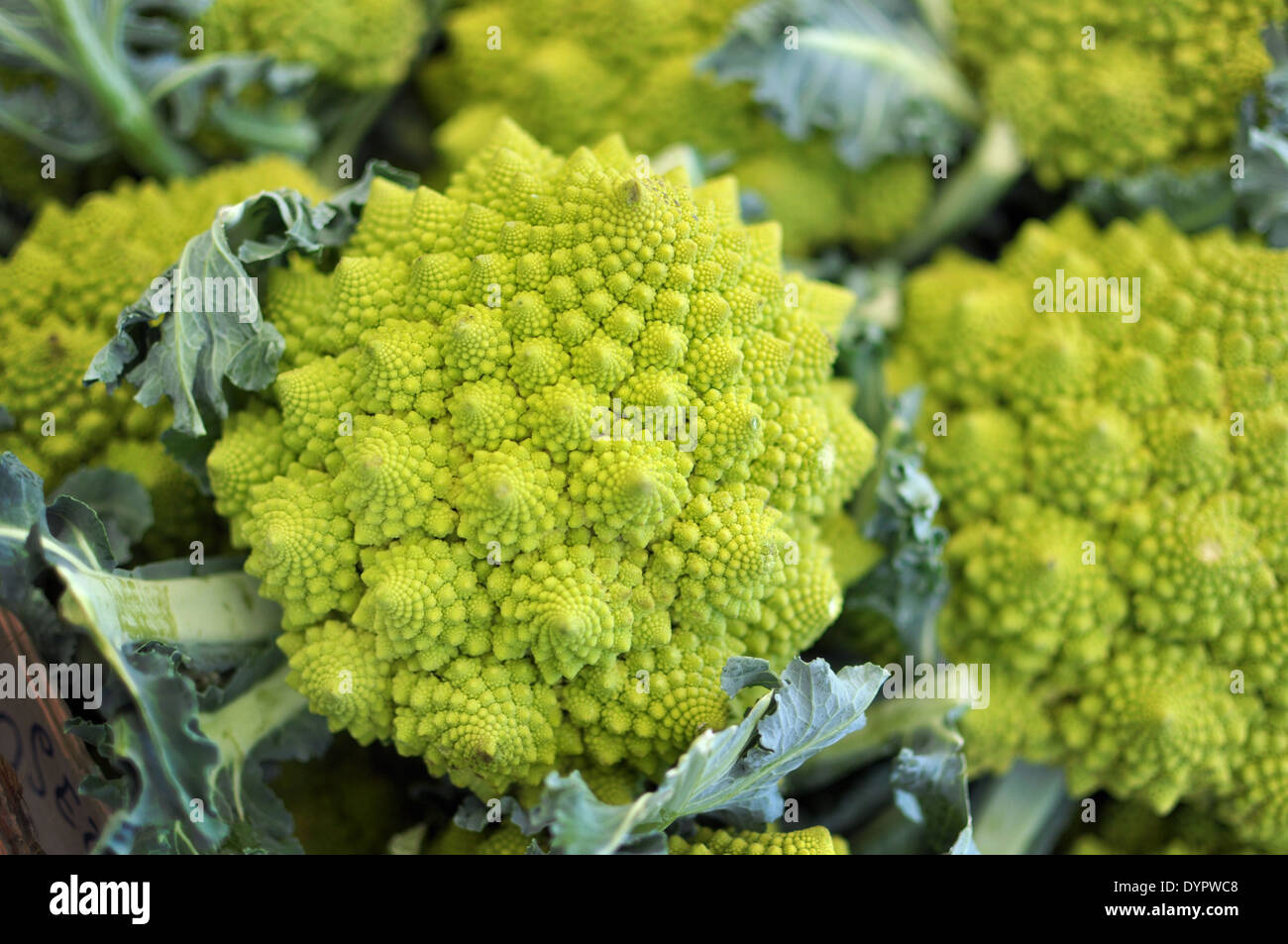 Roman cavolo verde a forma di frattali, dettagli su sfondo bianco Foto Stock