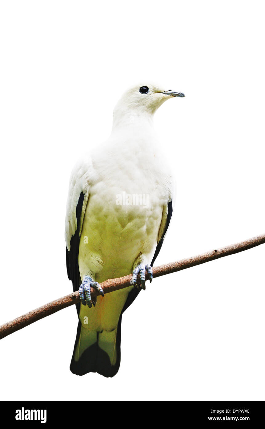 Bellissimo uccello bianco, Pied Piccione imperiale (Ducula bicolore), in piedi su un ramo, isolato su sfondo bianco Foto Stock