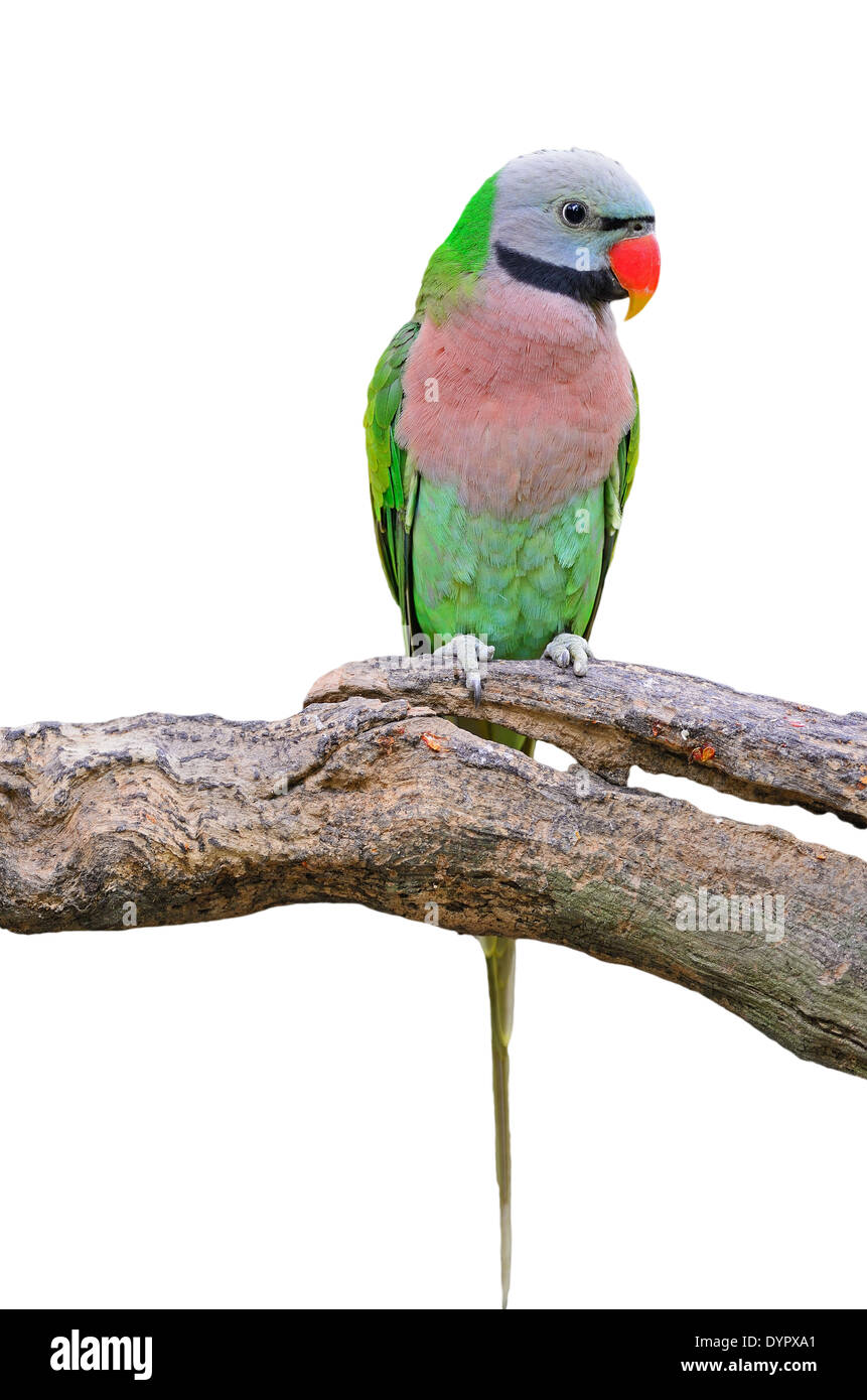 Bella parrocchetto bird, rosso-breasted parrocchetto (Psittacula alexandri), profilo contraffacciate, isolato su sfondo bianco Foto Stock