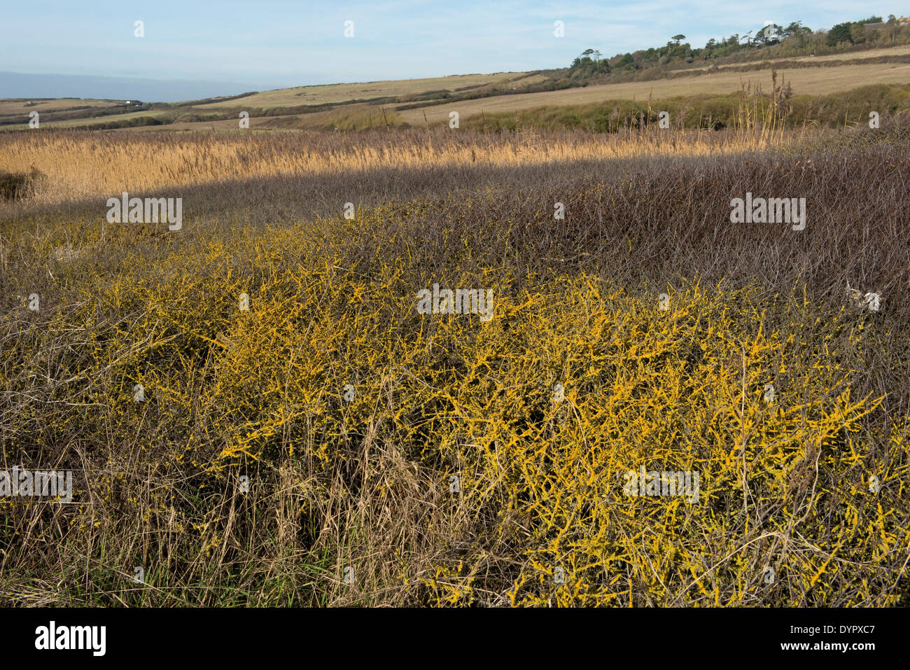Canneti, prugnolo soffiata ans deformato dal vento e il lichen un rifugio per la fauna dietro Chesil Beach in Dorset Foto Stock