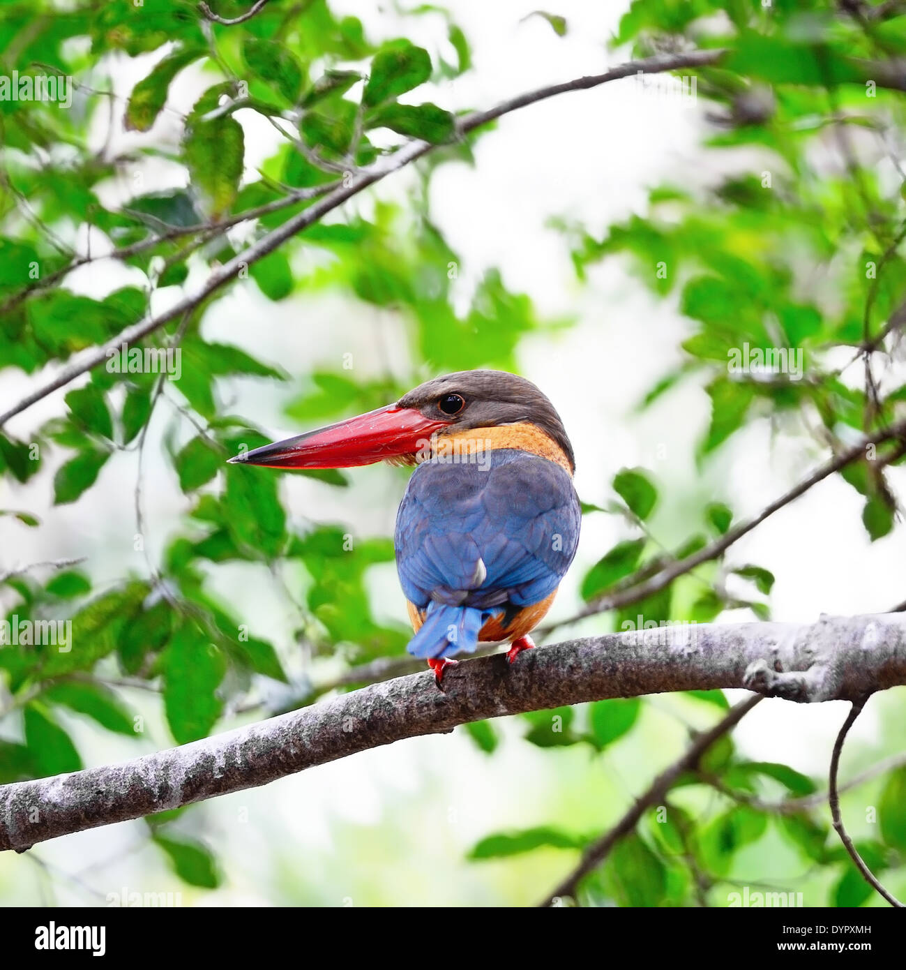 Bella Kingfisher bird, Stork-fatturati Kingfisher (Halcyon capensis), in piedi su un ramo Foto Stock