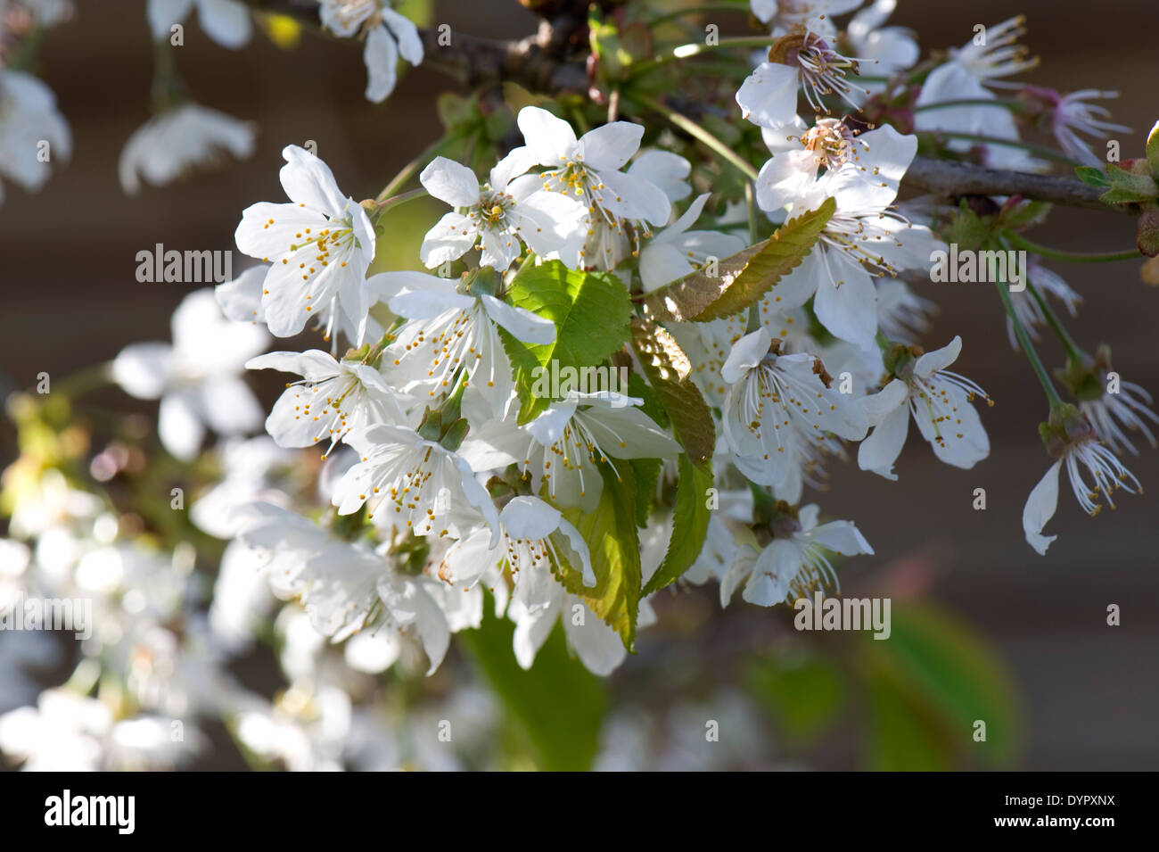 Blossom su una ciliegia selvatica tree, Prunus avium, in primavera Foto Stock