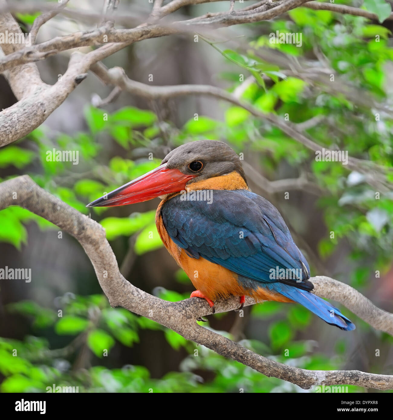 Colorati uccelli Kingfisher, Stork-fatturati Kingfisher (Halcyon capensis), in piedi su un ramo Foto Stock