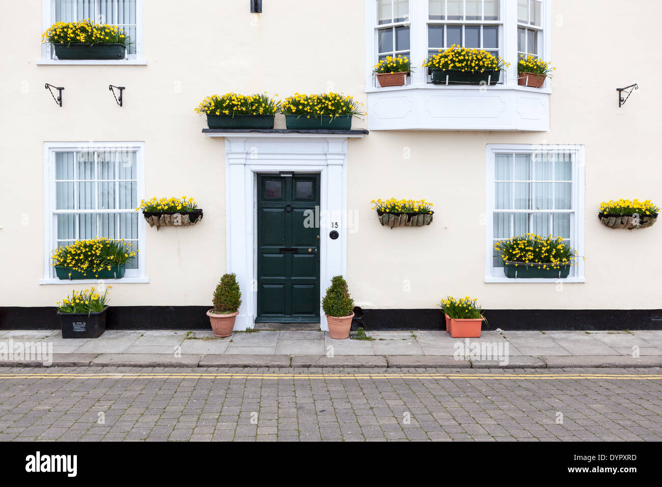 Una casa costiera a Deal, Kent, è decorata con molti contenitori di narcisi. Foto Stock